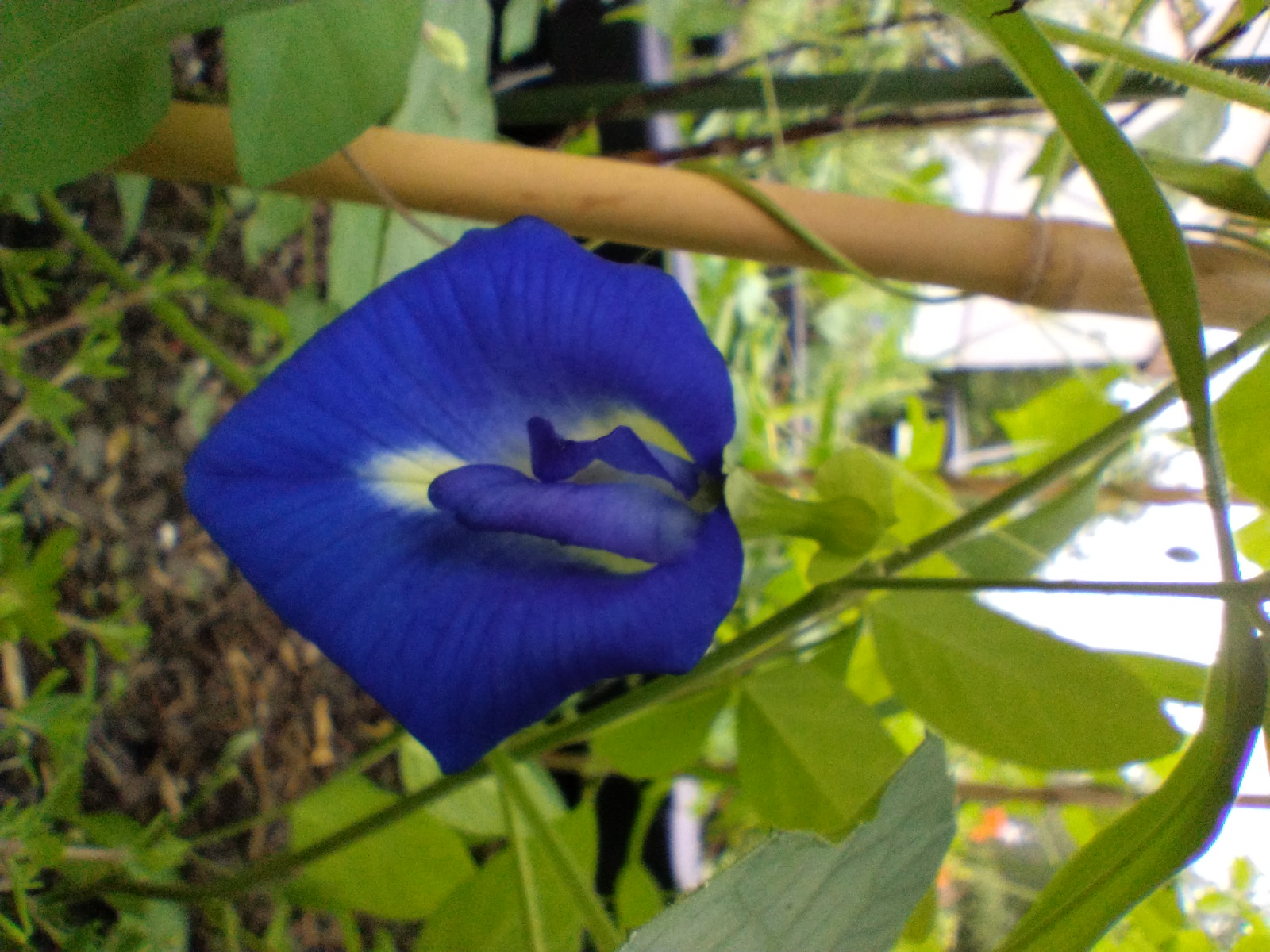 Close-up photograph of a vivid blue flower
