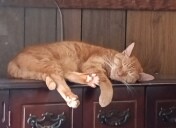 Winnie the orange cat stretched out on furniture